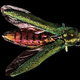 Illustration for article titled Here's How A Beetle Killed Twenty Thousand People